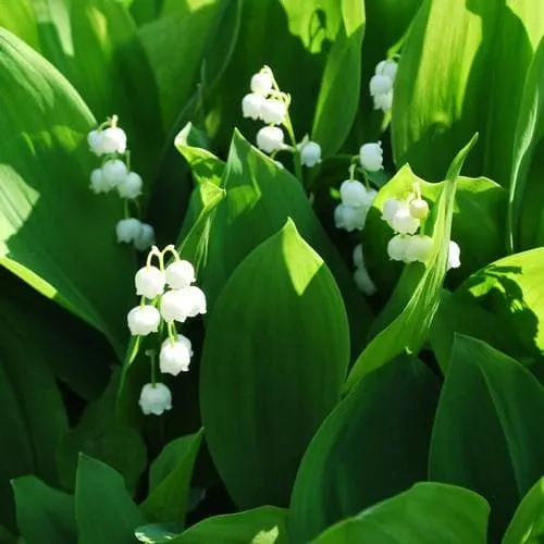 Convallaria majalis - Lily of The Valley