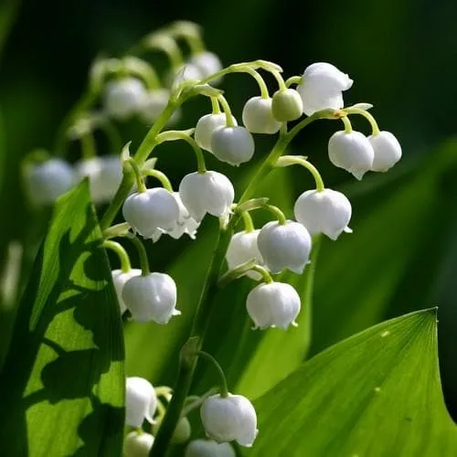 Convallaria majalis - Lily of The Valley