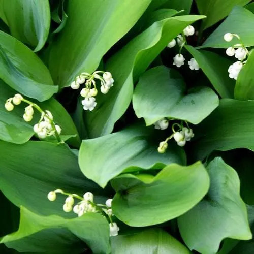 Convallaria majalis - Lily of The Valley