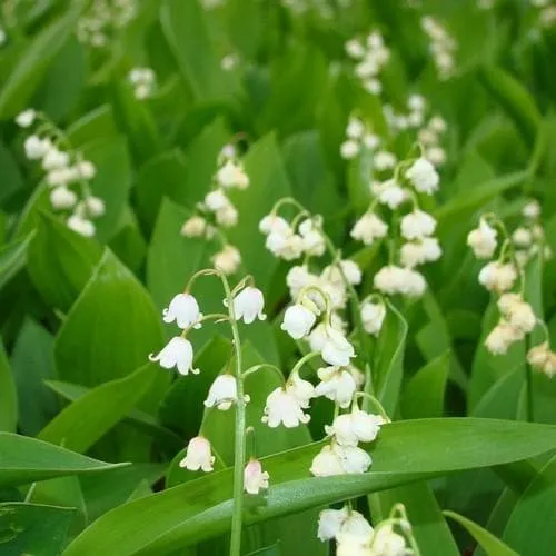 Convallaria majalis - Lily of The Valley